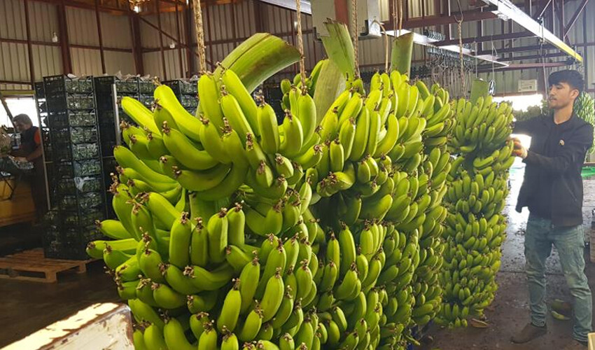 Muz hasadı başladı! Üretim 150 bin ton: İhracatı için çalışmalar yapılacak