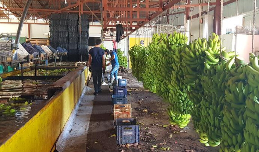 Muz hasadı başladı! Üretim 150 bin ton: İhracatı için çalışmalar yapılacak