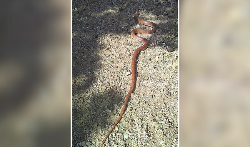Elazığ'da 2 buçuk metrelik yılan paniği: Çevredekilere korku saçtı Elazığ'da 2 buçuk metrelik yılan paniği: Çevredekilere korku saçtı