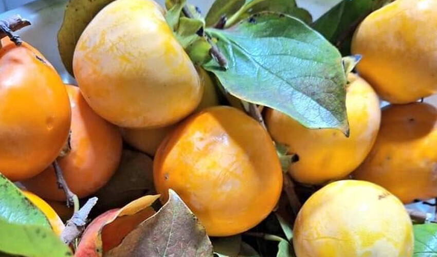 Cennet elması hasadı başladı: Önce iplere diziliyor, kurutulunca değerine değer katıyor