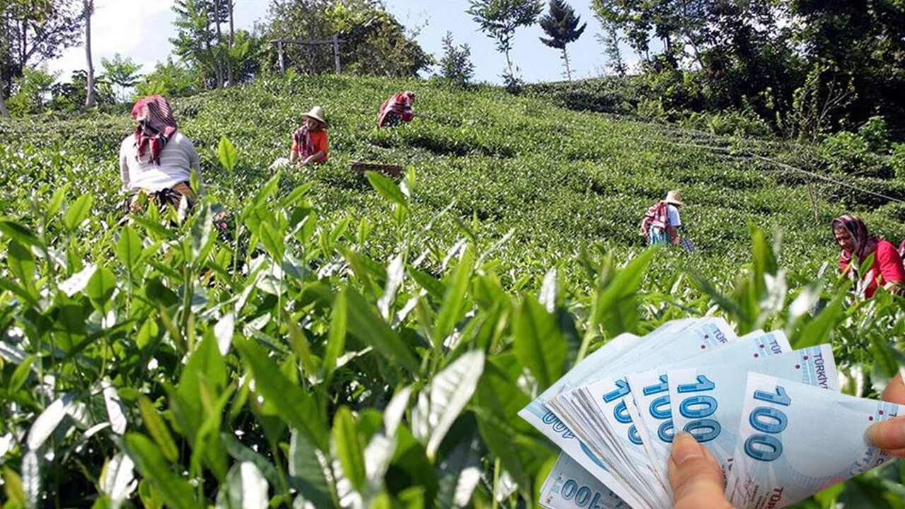 Son Dakika! Tarım Bakanı Yumaklı&#039;dan üreticiye müjde: Çaykur çay ödemeleri yarın hesapta