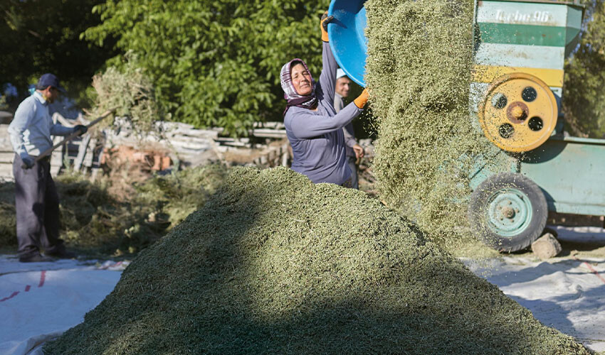 Hasadı bitti ama üretici umduğunu bulamadı, aşırı yağışlar verimi düşürdü Hasadı bitti ama üretici umduğunu bulamadı, aşırı yağışlar verimi düşürdü