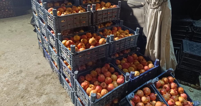 Antibiyotik deposu Zivzik narında hasat başladı! Kilosu 20 TL