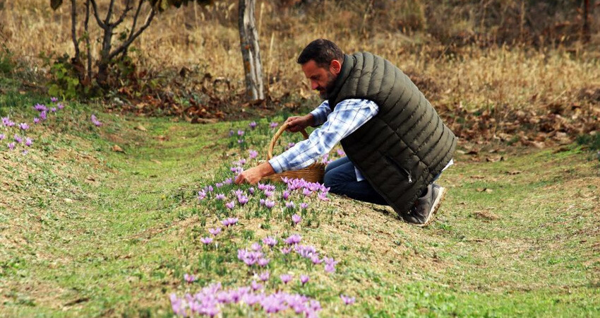 3 bin 500 yıllık geçmişi var! Kilosu 250 bin liradan satılacak ama düşük rekolte bekleniyor 3 bin 500 yıllık geçmişi var! Kilosu 250 bin liradan satılacak ama düşük rekolte bekleniyor