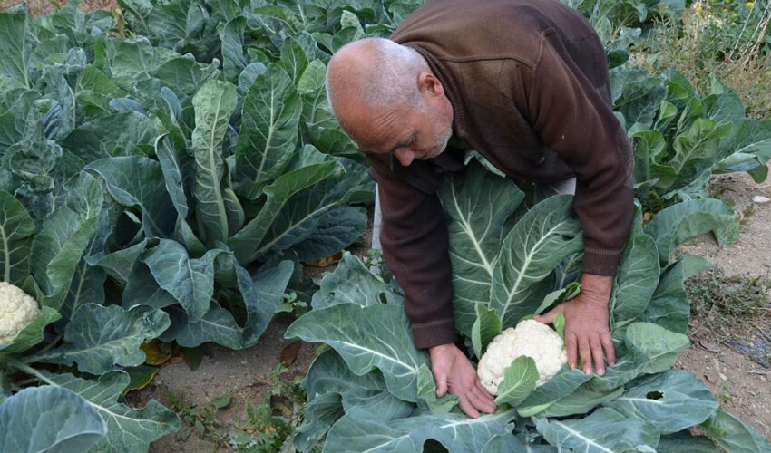 Bahçesinde gören almak için geliyor: Denemek için dikti şimdi siparişlere yetişemiyor Bahçesinde gören almak için geliyor: Denemek için dikti şimdi siparişlere yetişemiyor