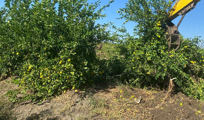 Limon ağaçta kaldı! Üreticiden limonata çağrısı geldi: Bütün kurumlarda içilmeli Limon ağaçta kaldı! Üreticiden limonata çağrısı geldi: Bütün kurumlarda içilmeli
