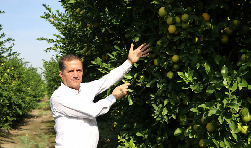 Limon ağaçta kaldı! Üreticiden limonata çağrısı geldi: Bütün kurumlarda içilmeli Limon ağaçta kaldı! Üreticiden limonata çağrısı geldi: Bütün kurumlarda içilmeli