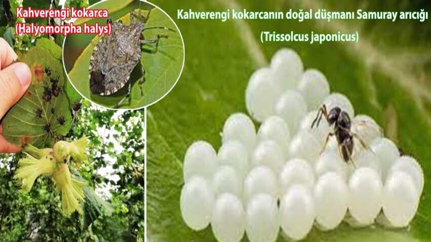 Karadeniz’i işgal eden kahverengi kokarcanın çözümü bulundu: 'Samuray arısı' doğaya salınmalı