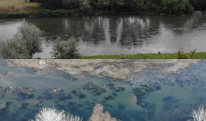 Kızılırmak'ta tehlike çanları çalıyor: Yürüyerek geçilecek duruma geldi