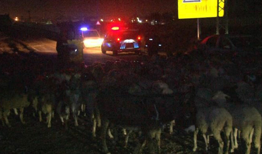 Başıboş koyun sürüsü polisleri harekete geçirdi! Çobanlık yaptılar Başıboş koyun sürüsü polisleri harekete geçirdi! Çobanlık yaptılar
