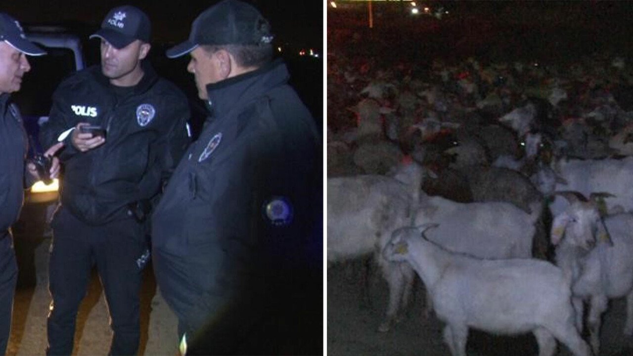 Başıboş koyun sürüsü polisleri harekete geçirdi! Çobanlık yaptılar