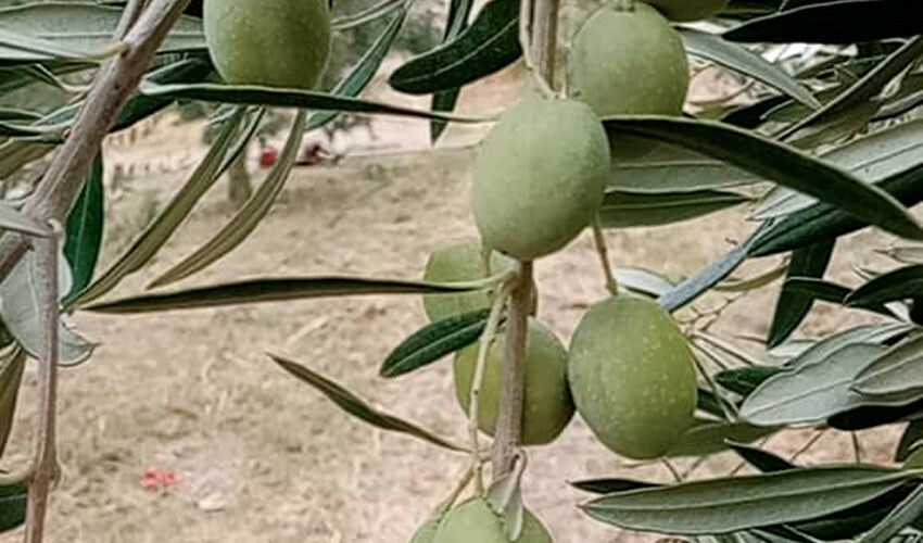 Zeytin nöbeti başladı! Üreticiler hırsızlara göz açtırmıyor Zeytin nöbeti başladı! Üreticiler hırsızlara göz açtırmıyor