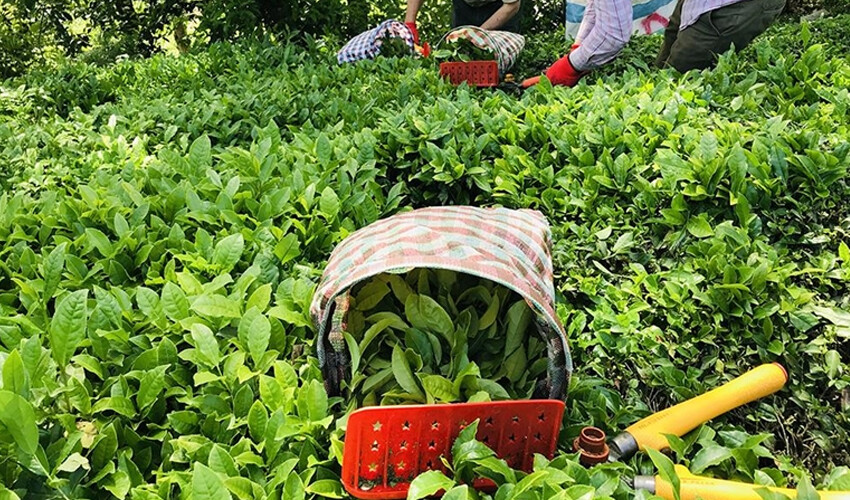 Çay tiryakilerine kötü haber! Bu hafta itibariyle zam geliyor Çay tiryakilerine kötü haber! Bu hafta itibariyle zam geliyor