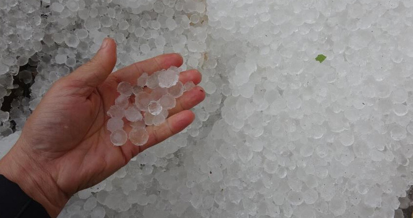 Limon serasında 1 gecede her şey altüst oldu! Yüzde 70 hasar var, dolu ezdi geçti Limon serasında 1 gecede her şey altüst oldu! Yüzde 70 hasar var, dolu ezdi geçti