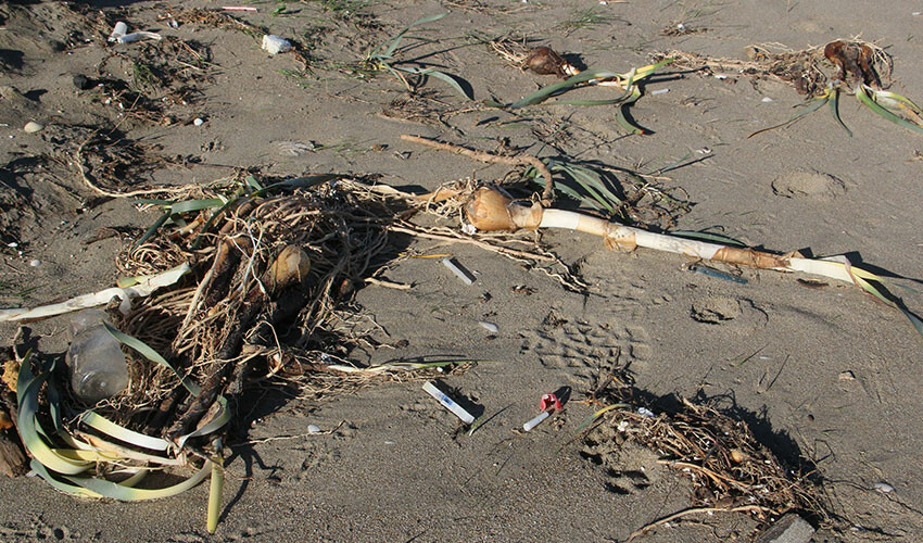 Nesli tükenme tehlikesinde! Şiddetli fırtına binlerce liralık çiçekleri talan etti Nesli tükenme tehlikesinde! Şiddetli fırtına binlerce liralık çiçekleri talan etti