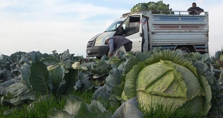 Türkiye'nin en büyük 3. ovasında hasat başladı! Tam 90 milyon TL gelir bekleniyor, kente can suyu olacak Türkiye'nin en büyük 3. ovasında hasat başladı! Tam 90 milyon TL gelir bekleniyor, kente can suyu olacak