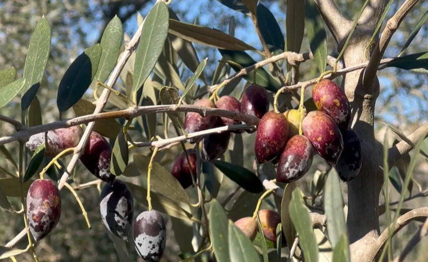 İnsani arada zeytin hasadı! Gazzeliler Filistin marşı söyleyerek çalışıyorlar