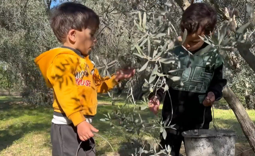 İnsani arada zeytin hasadı! Gazzeliler Filistin marşı söyleyerek çalışıyorlar