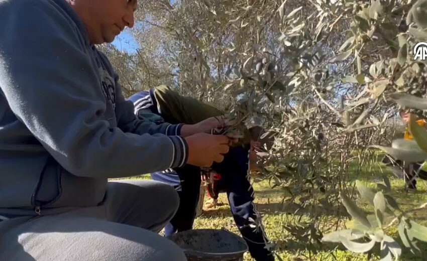 İnsani arada zeytin hasadı! Gazzeliler Filistin marşı söyleyerek çalışıyorlar