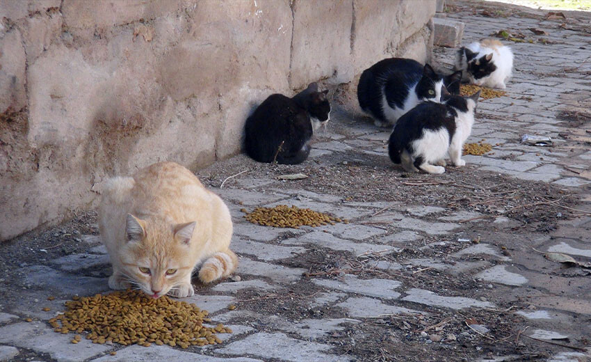 Engelli genç 10 yıldır sokak hayvanlarına kol kanat geriyor