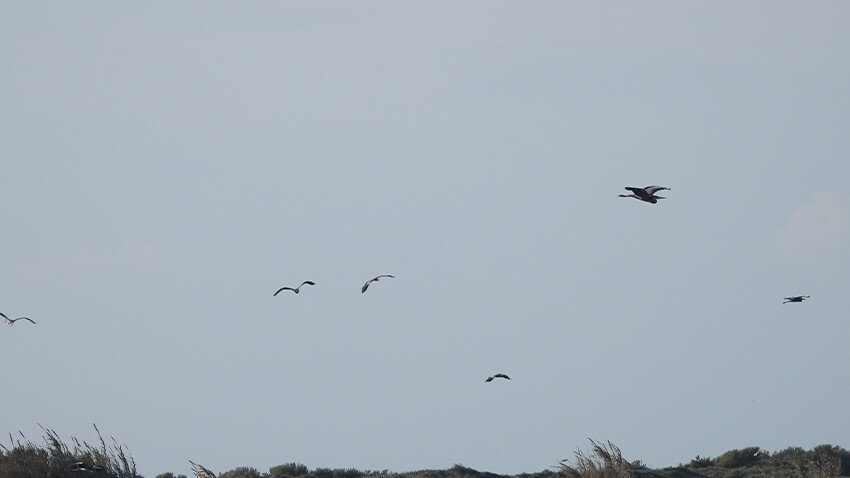 Son yağışlar, yok olma noktasına gelen kuş cennetine can suyu oldu Son yağışlar, yok olma noktasına gelen kuş cennetine can suyu oldu