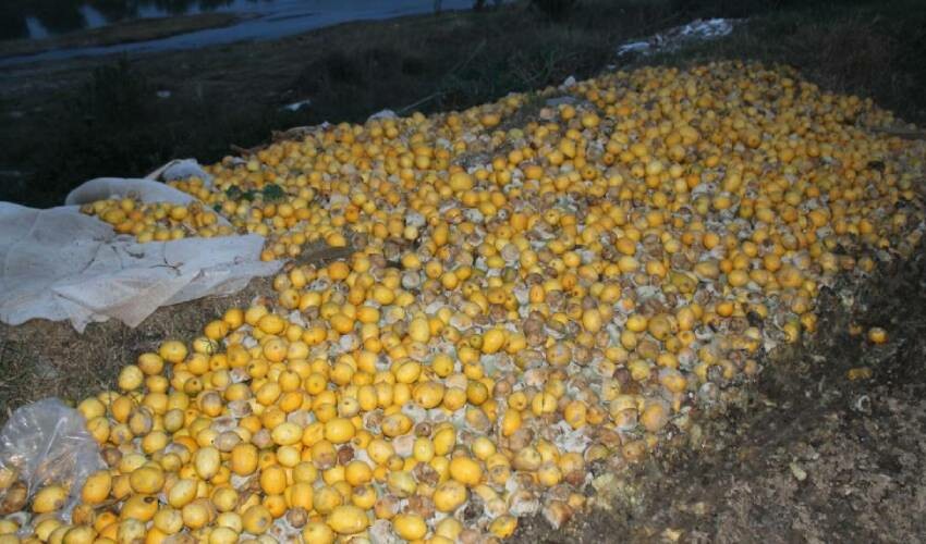 Adana’da tepki çeken görüntü! Tonlarca limon dere yatağına döküldü Adana’da tepki çeken görüntü! Tonlarca limon dere yatağına döküldü