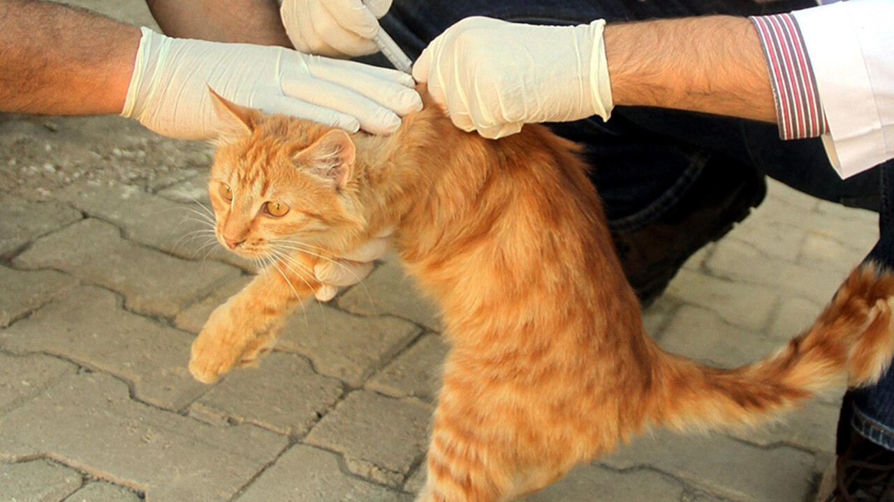 Kediden kuduz bulaşır mı? Kedi tırmalaması kuduz yapar mı?