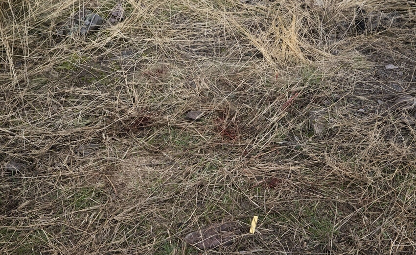 Ankara'da ilkokul öğrencisine yönelik köpek saldırısına soruşturma! Bakan Yerlikaya duyurdu