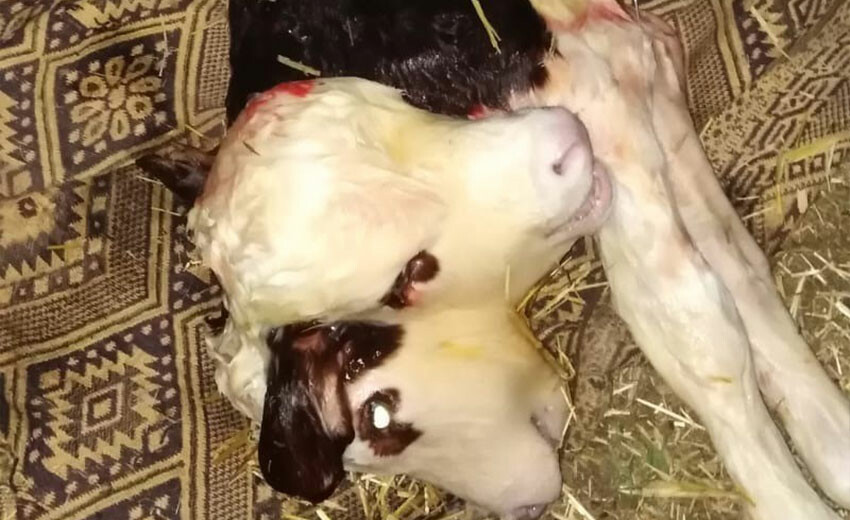 Tokat'ta şaşkınlık veren olay! Çift başlı doğan buzağıyı görenler hayrete düştü