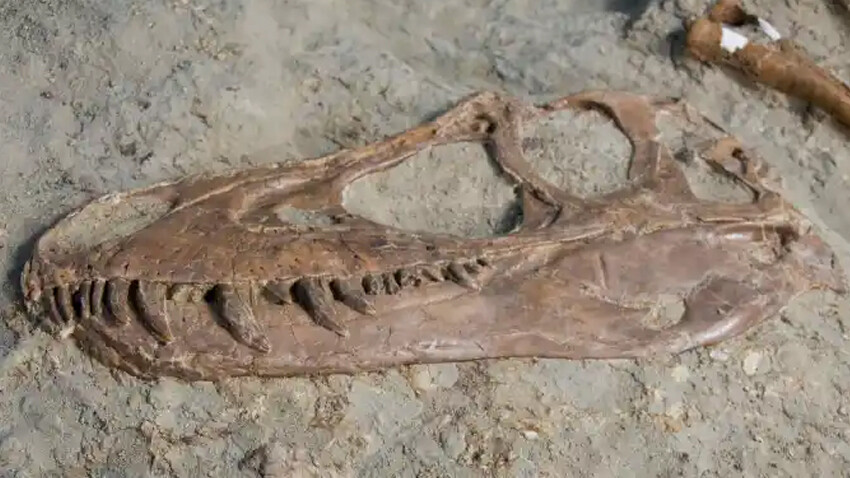 son yemeğiyle ölen dinozor