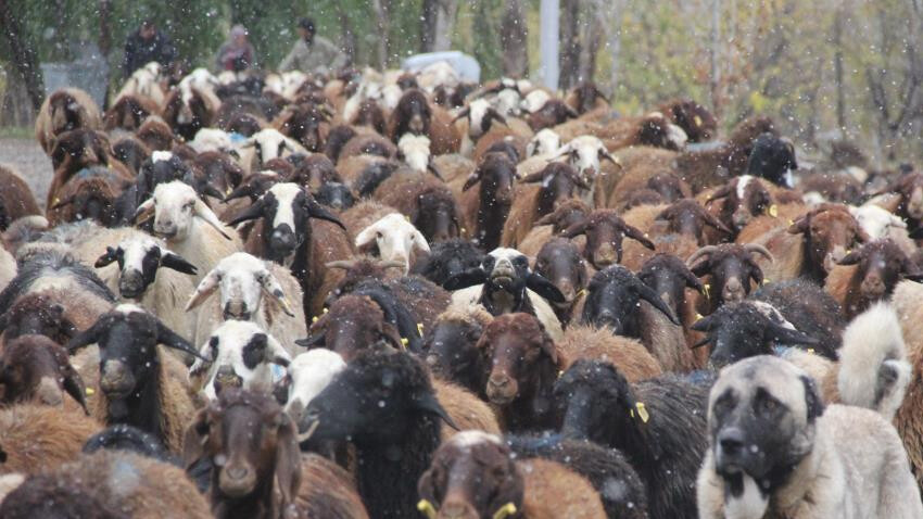 Devletten aldığı destekle başladı! Kadın çiftçi hayvan varlığını 2 katına çıkardı