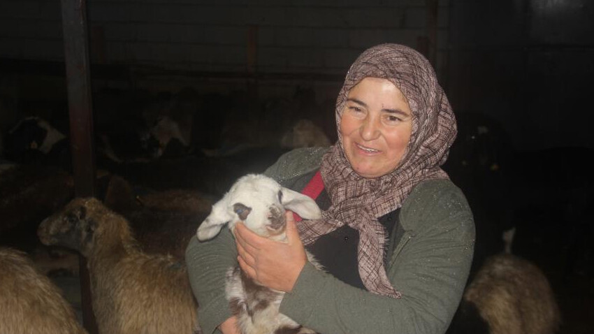 Devletten aldığı destekle başladı! Kadın çiftçi hayvan varlığını 2 katına çıkardı