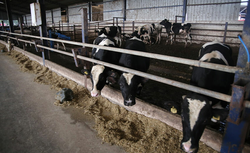 Mühendisliği bırakıp çiftlik kurdular, şimdi hem ucuz hem doğal et üretiyorlar