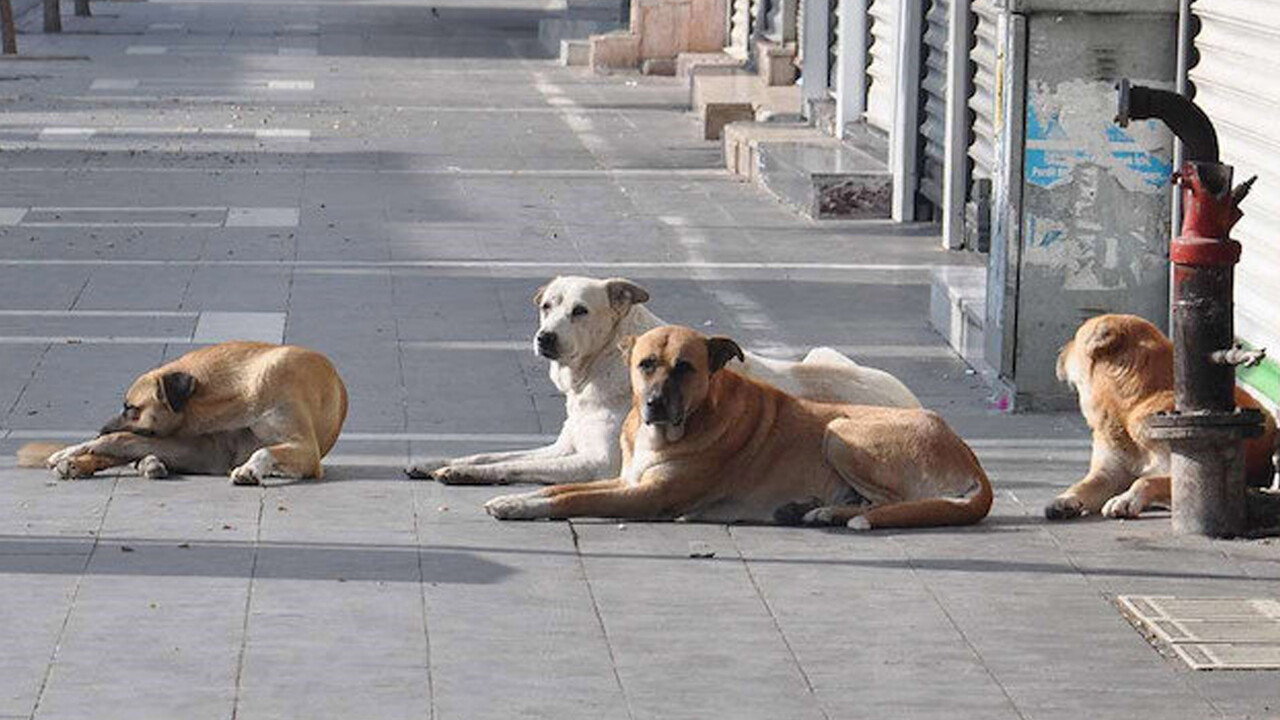 Başıboş köpekler problemi seçimden önce çözülecek Başıboş köpekler problemi seçimden önce çözülecek
