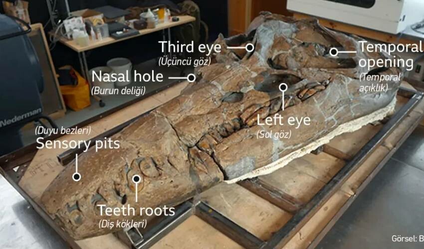 Dünyada kimse yokken o varmış… Tam 150 milyon yaşında. Sahilde yürürken ortaya çıkarıldı Dünyada kimse yokken o varmış… Tam 150 milyon yaşında. Sahilde yürürken ortaya çıkarıldı