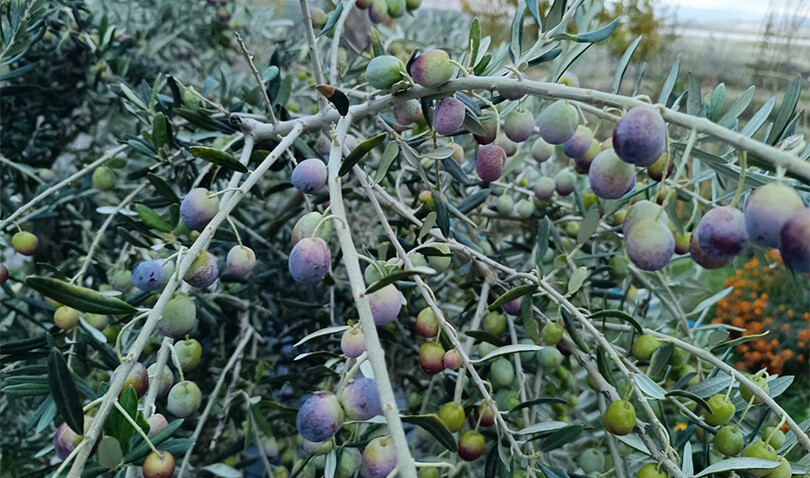 Deneme amaçlı ekildi, verimiyle herkesi şaşırttı!