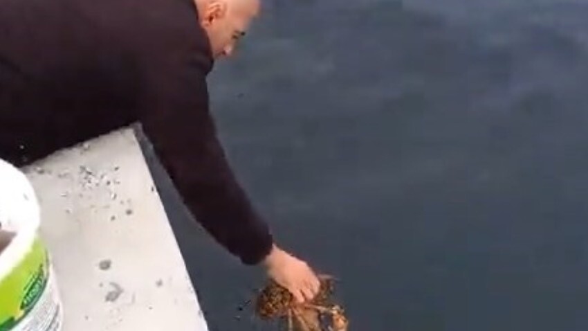 İzmit'te 3 kiloluk ıstakoz oltaya takıldı, ender bulunan tür denize geri bırakıldı