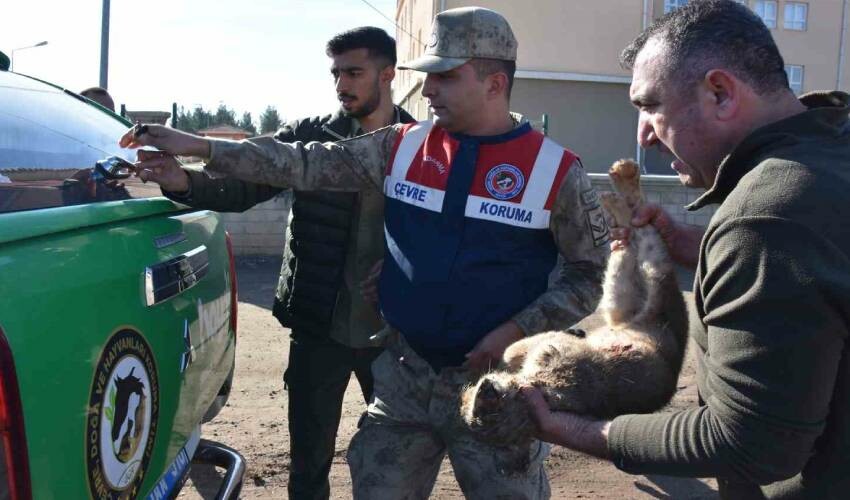 Burası Afrika değil Türkiye! Dünyanın en korkunç hayvanının yavrusu yol kenarına bırakıldı... Sonunda bulundu Burası Afrika değil Türkiye! Dünyanın en korkunç hayvanının yavrusu yol kenarına bırakıldı... Sonunda bulundu