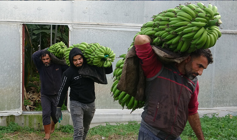 Muzda hasat sezonu başladı! Bahçede 16, markette 30 TL'ye satılıyor Muzda hasat sezonu başladı! Bahçede 16, markette 30 TL'ye satılıyor