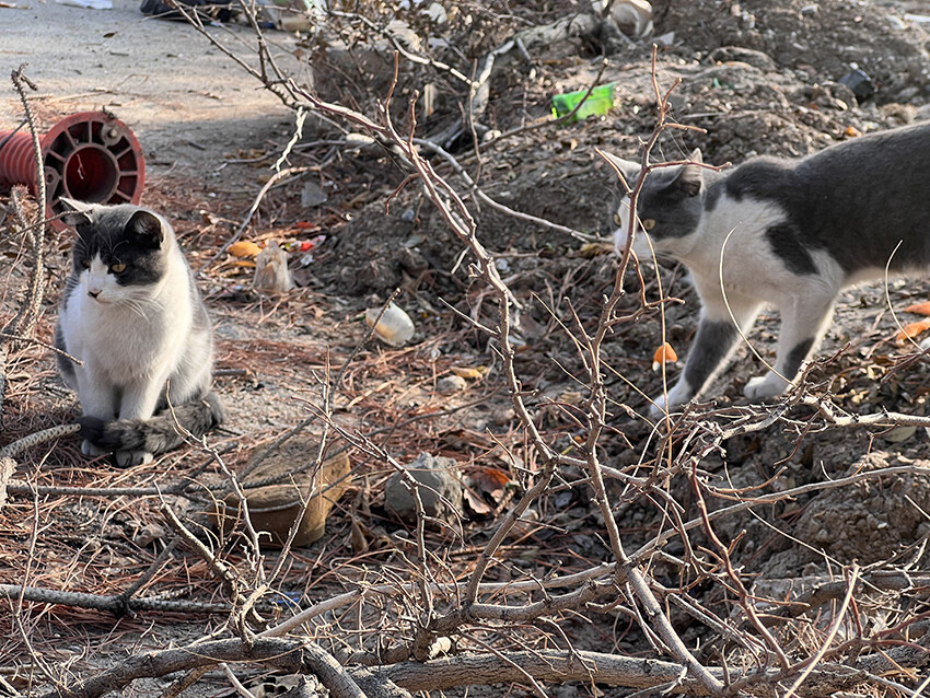 Kendisi gibi depremzede kedilere gözü gibi bakıyor