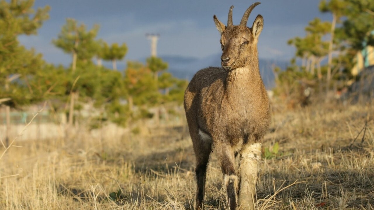 Koruma altındaki hayvanların uzuvlarını sattı, rekor ceza kesildi!