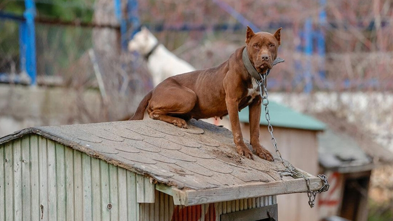 81 ile ‘kedi ve köpek köyü’ kurulacak