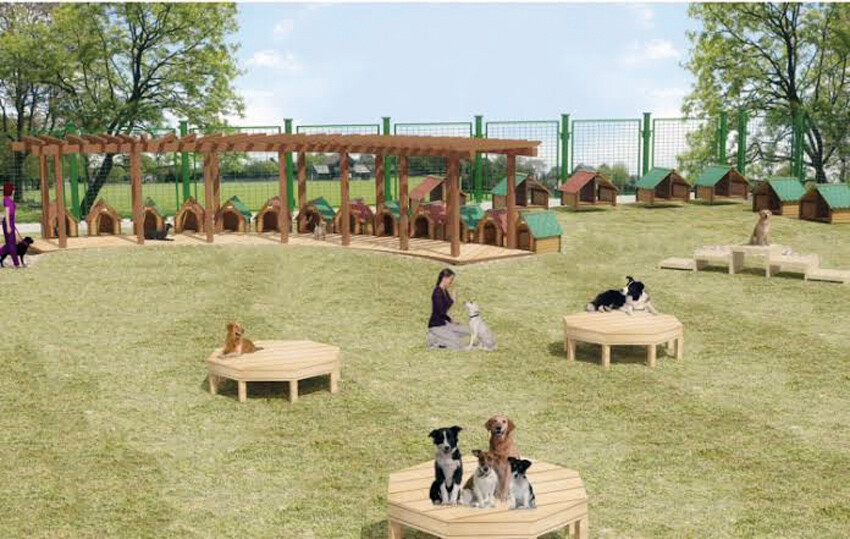 81 ile ‘kedi ve köpek köyü’ kurulacak