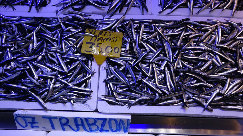 Karadeniz böyle bolluk görmedi! Hamside son 25 yılın rekoru