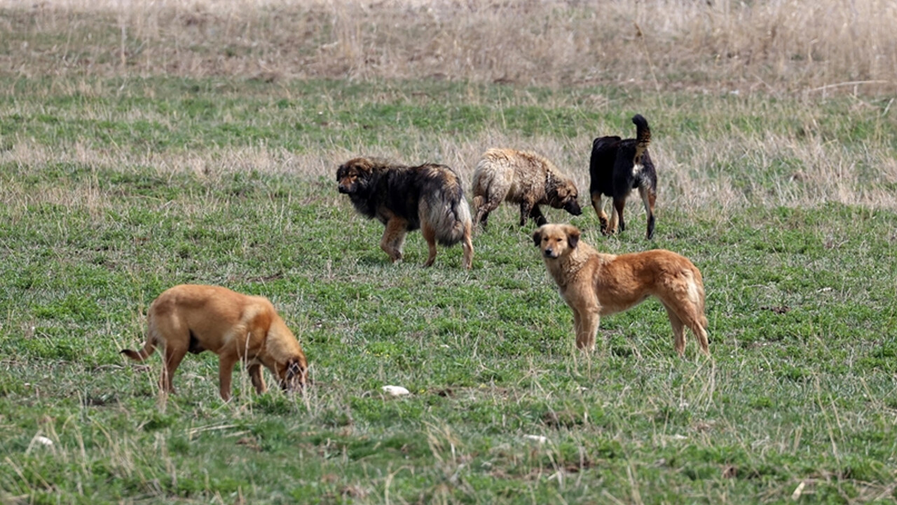 Ankara Valiliğinden belediyelere &#039;acilen köpekleri toplayın&#039; talimatı