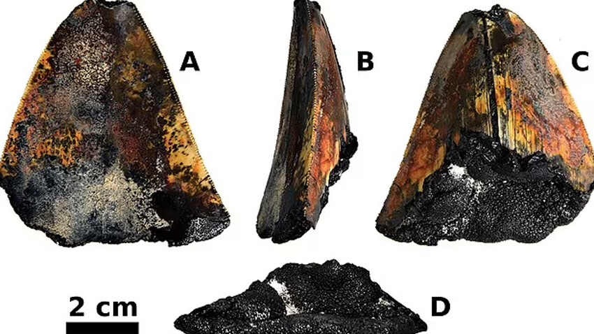 Diş minesi bile hala duruyor... Bilim insanları 3,5 milyon yıllık megalodon dişi buldu megalodon dişi