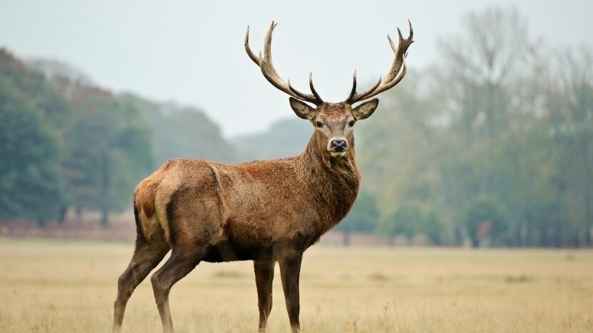 Bulaştığında 'ZOMBİ'ye çeviren virüs! Zombi Geyik virüsü nedir? İnsanlara bulaşır mı?