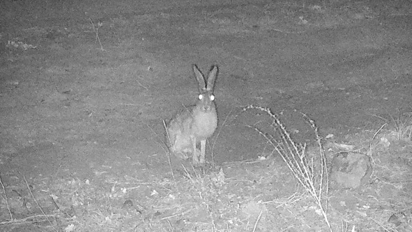 'Ormanın hayaleti' Kırıkkale'de görüldü! Geceleri avlanıyor, her şeyi duyuyor...