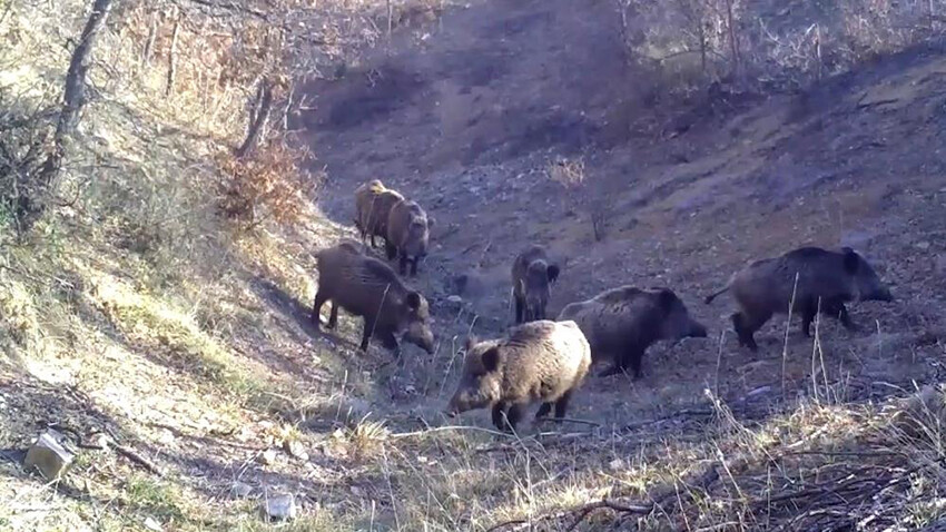 'Ormanın hayaleti' Kırıkkale'de görüldü! Geceleri avlanıyor, her şeyi duyuyor...