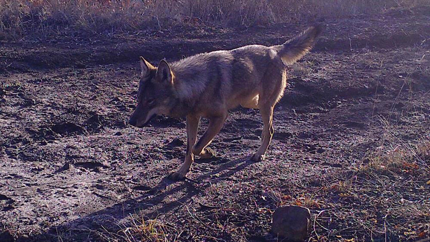 'Ormanın hayaleti' Kırıkkale'de görüldü! Geceleri avlanıyor, her şeyi duyuyor...